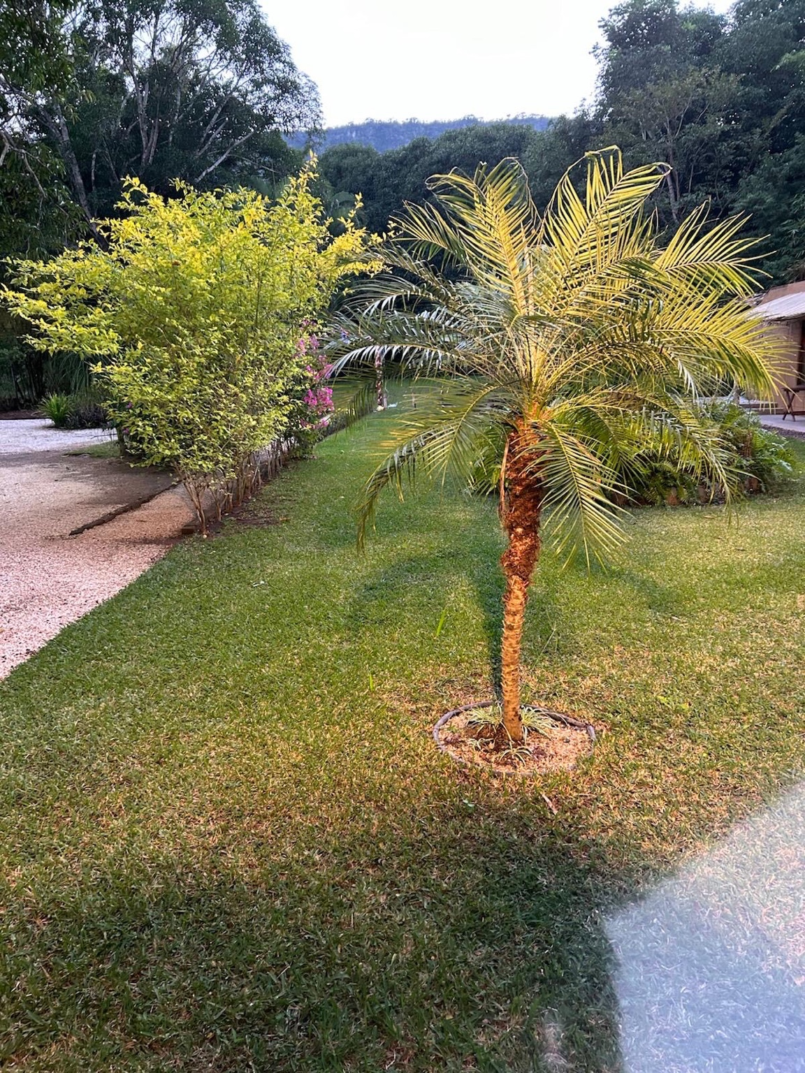 Jardín con palmeras